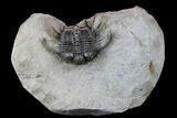 Spiny Cyphaspides Ammari Trilobite - Rare Species #179901-2